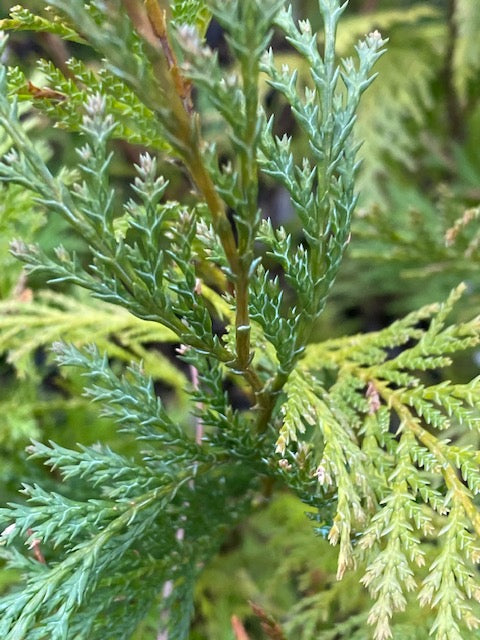 Chamaecyparis lawsoniana  (Port Orford Cedar)