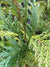 Chamaecyparis lawsoniana  (Port Orford Cedar)