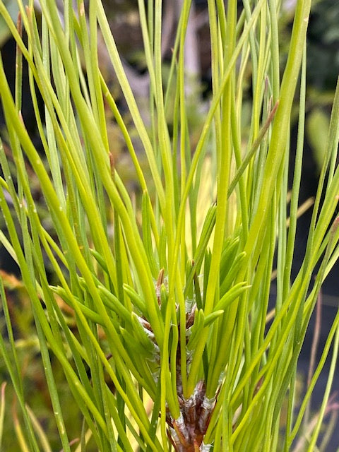 Pinus hwangshanensis  (Huangshan Pine)
