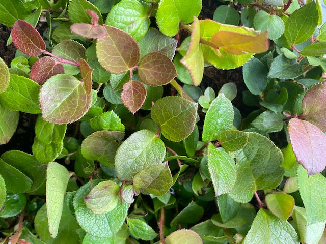 Gaultheria shallon  (Salal)