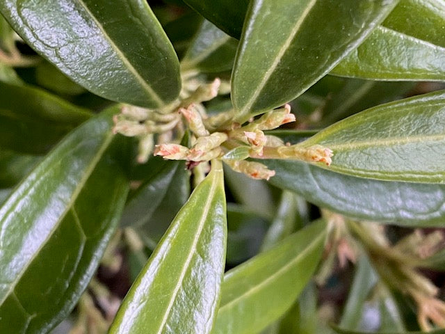 Sarcococca hookeriana var. humilis &#39;Fragrant Valley&#39; (Sweet Box, Christmas Box)