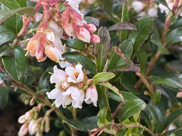 Vaccinium vitis-idaea &#39;Koralle&#39;  (Lingonberry)