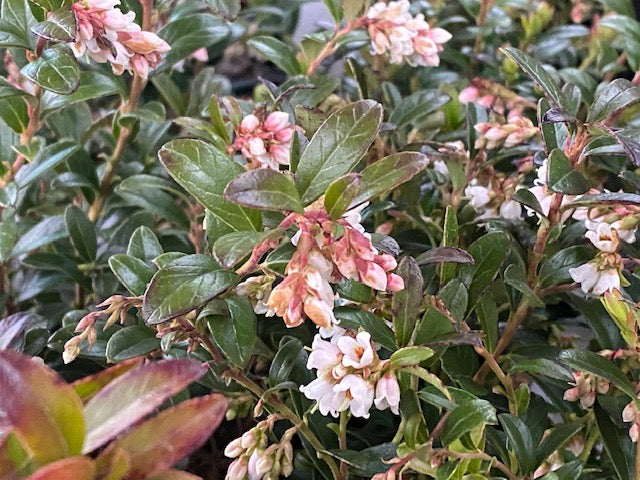 Vaccinium vitis-idaea &#39;Koralle&#39;  (Lingonberry)