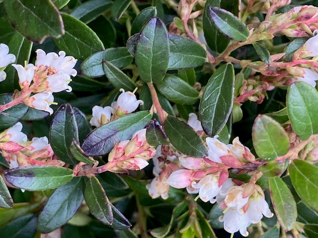 Vaccinium vitis-idaea &#39;Koralle&#39;  (Lingonberry)