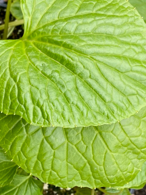 Wasabi japonica 'Mazuma'  (Japanese Horseradish)
