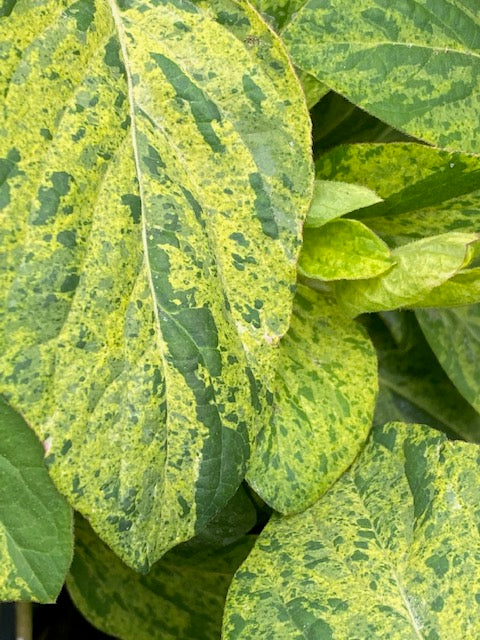 Lonicera japonica &#39;Mint Crisp&#39; (Variegated Honeysuckle)