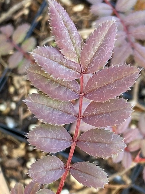 Sorbus carmesina BL12545 (Mountain Ash, Rowan)