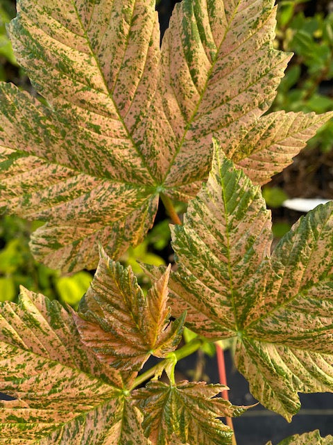 Acer pseudoplatanus &#39;Eskimo Sunset&#39; (Variegated Sycamore Maple)