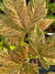 Acer pseudoplatanus 'Eskimo Sunset' (Variegated Sycamore Maple)