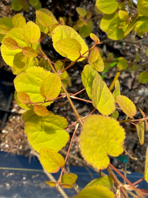 Cercidiphyllum japonicum &#39;Claim Jumper&#39; (Katsura)