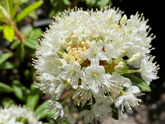 Rhododendron diversipilosum &#39;Milky Way&#39;  (Labrador Tea)