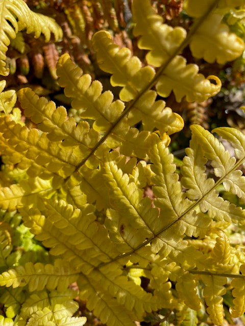 Dryopteris wallichiana &#39;Jurassic Gold&#39;  (Jurassic Gold Fern)