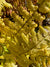 Dryopteris wallichiana 'Jurassic Gold'  (Jurassic Gold Fern)