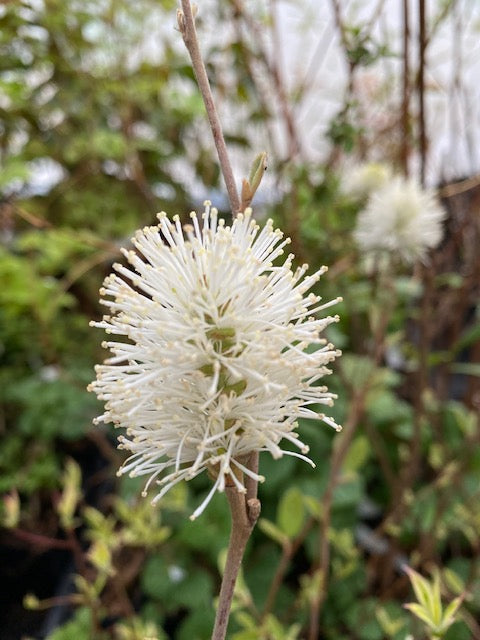 Fothergilla gardenii 'Jan Platt' (Dwarf Fothergilla)