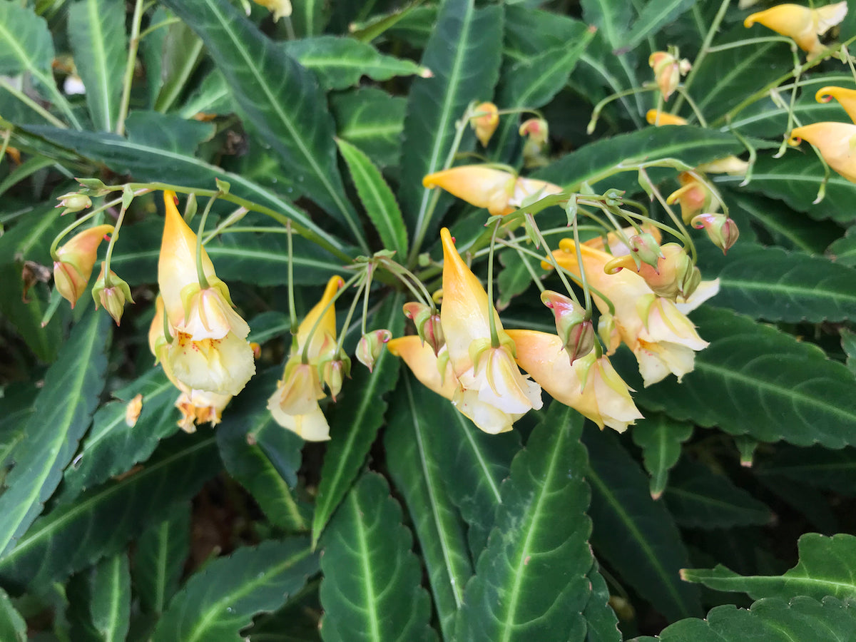 Impatiens omeana (Hardy Impatiens, Mt. Omei Balsam)