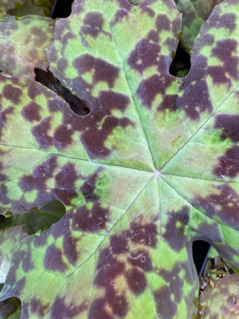 Podophyllum delavayi (Chinese Mayapple)