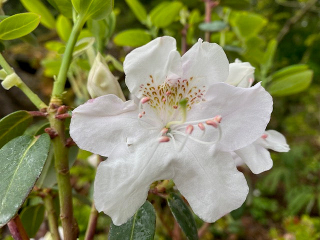 Rhododendron oreotrephes (Species Rhododendron)