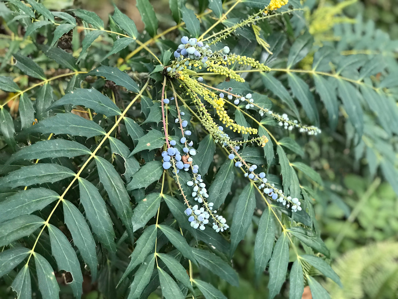 Mahonia 'Ozzie Johnson'  (Hybrid Oregon Grape)