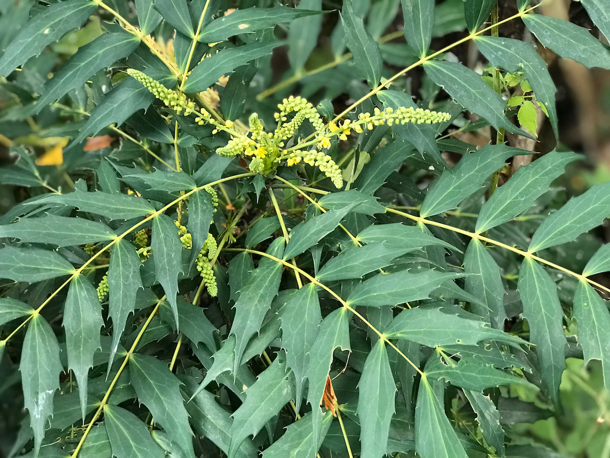 Mahonia &#39;Ozzie Johnson&#39;  (Hybrid Oregon Grape)