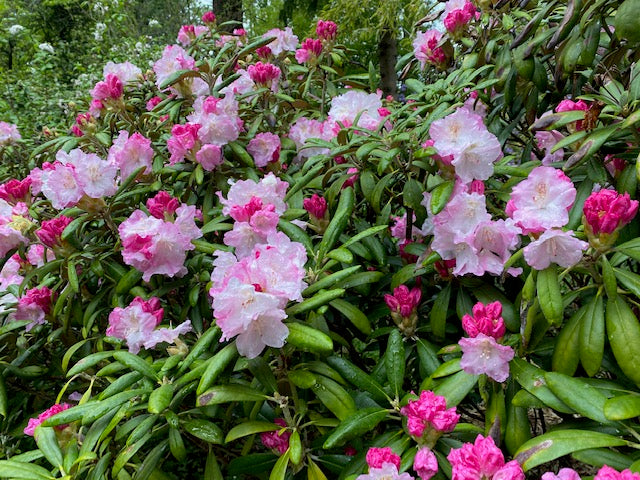 Rhododendron degronianum ssp. yakushimanum &#39;Ken Janeck&#39; (Species Rhododendron)