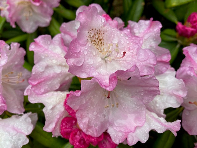 Rhododendron degronianum ssp. yakushimanum &#39;Ken Janeck&#39; (Species Rhododendron)