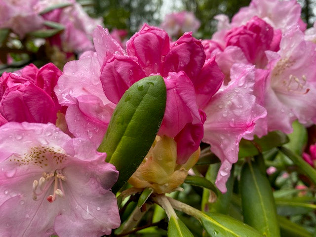 Rhododendron degronianum ssp. yakushimanum &#39;Ken Janeck&#39; (Species Rhododendron)