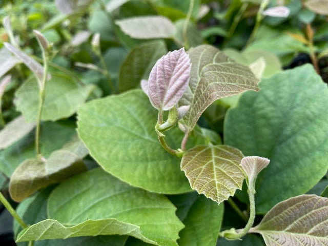 Fothergilla &#39;Legend of the Small&#39; (Dwarf Fothergilla)