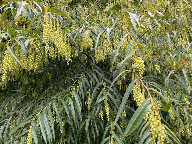 Stachyurus salicafolius