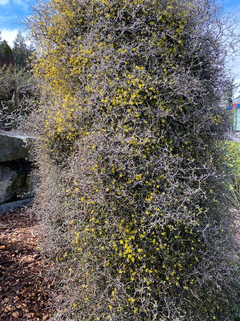 Corkia catoneaster  (Wire Netting Bush)