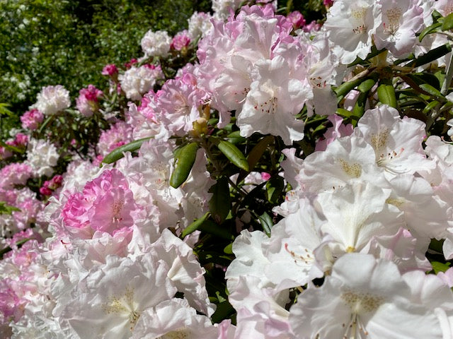 Rhododendron degronianum ssp. yakushimanum 'Ken Janeck' (Species Rhododendron)