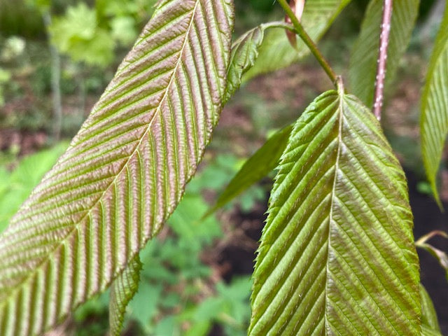 Carpinus fangiana  (Monkeytail Hornbeam)