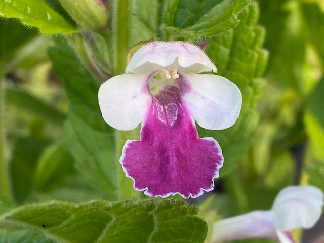 Melittis melissophyllum &#39;Royal Velvet Distinction&#39; PP13,233 (Honey Balm)