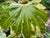 Fatsia japonica 'Variegata' (Variegated Fatsia)