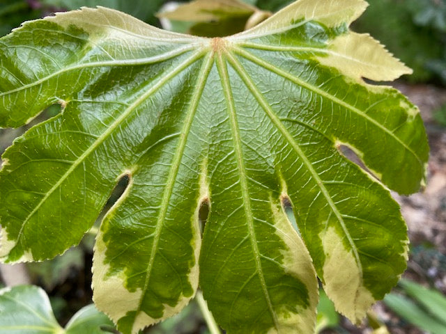 fatsia japonica variegata Fatsia japonica 'Variegata' (Variegated Fatsia)