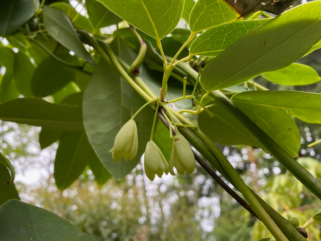 Stauntonia sp. DJHC 98442 (Sausage Vine)