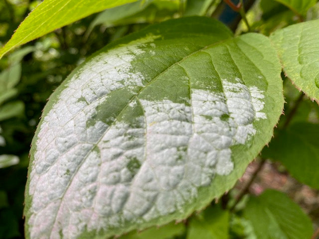 Actinidia arguta &#39;Issai&#39; (Self Fertile Kiwi Vine)