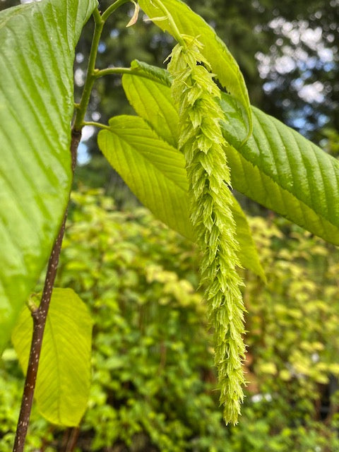 Carpinus fangiana  (Monkeytail Hornbeam)