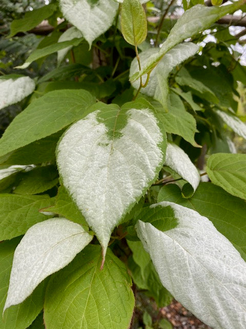 Actinidia kolomikta &#39;Arctic Beauty&#39; male (Variegated Kiwi Vine)