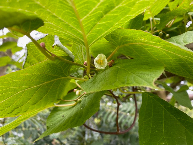 Actinidia kolomikta &#39;Arctic Beauty&#39; male (Variegated Kiwi Vine)
