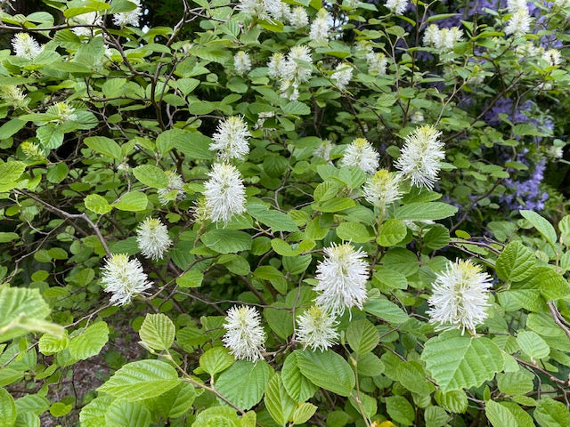 Fothergilla major (Fothergilla)