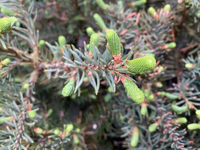 Abies procera (Noble Fir)