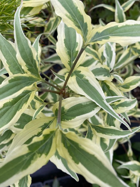 Cornus kousa &#39;Summer Fun&#39; (Variegated Dogwood)