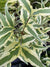 Cornus kousa 'Summer Fun' (Variegated Dogwood)