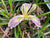 Iris chrysophylla (Yellowleaf Iris)