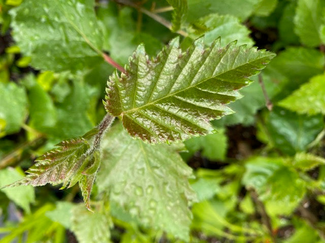 Betula papyrifera  (Paper Birch)