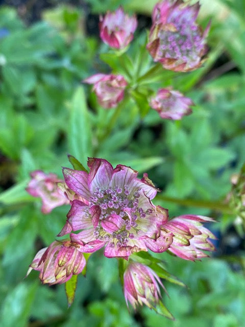 Astrantia major 'Sparkling Stars Pink'  PBR  (Masterwort)