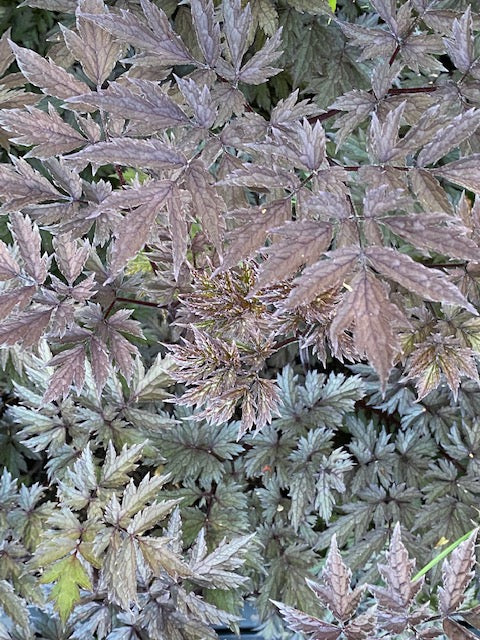 Cimicifuga simplex &#39;Pink Spike&#39;  (Black Snakeroot)