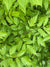 Cimicifuga racemosa  (Black Snakeroot)
