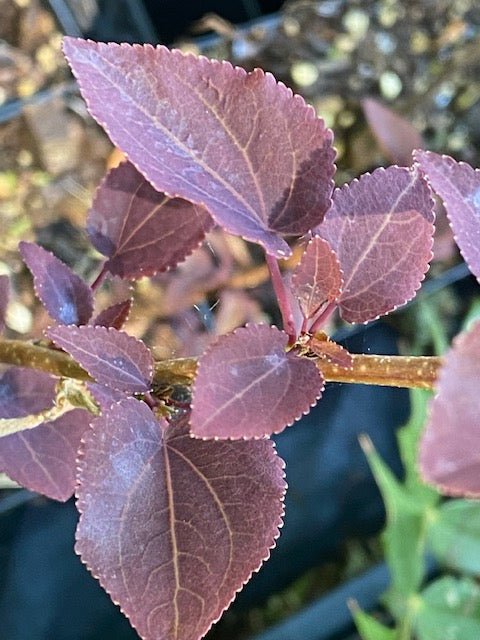 Cercidiphyllum japonicum &#39;Rotfuchs&#39; (Purple leaf Katsura)