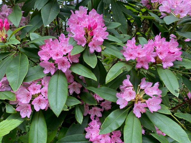 Close-up Of Pacific Rhododendron (Rhododendron Macrophyllum